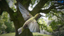 Hummingbird_05