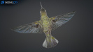 Hummingbird_11_Wire
