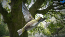 Hummingbird_07