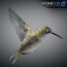Hummingbird-16