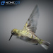 Hummingbird-23