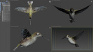 Hummingbird-05