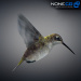 Hummingbird-18