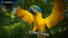 Parrots_20