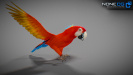Parrots_37