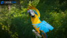 Parrots_36