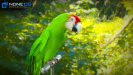 Parrots_09b