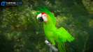 Parrots_14b