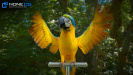 Parrots_32