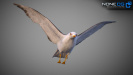 3D Seagull Animated