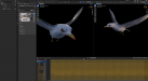 Seagull_11_Blender