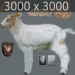 Goat_0003