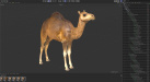 Camel 05 - C4D