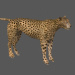 Cheetah_11