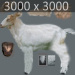 Domestic Animals_Rigged_010