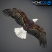 Eagle-Bald-09