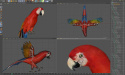 Parrot Red 07 C4D