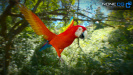 Parrot Red 03