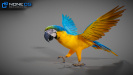 Parrot03