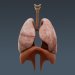 Respiratory_06